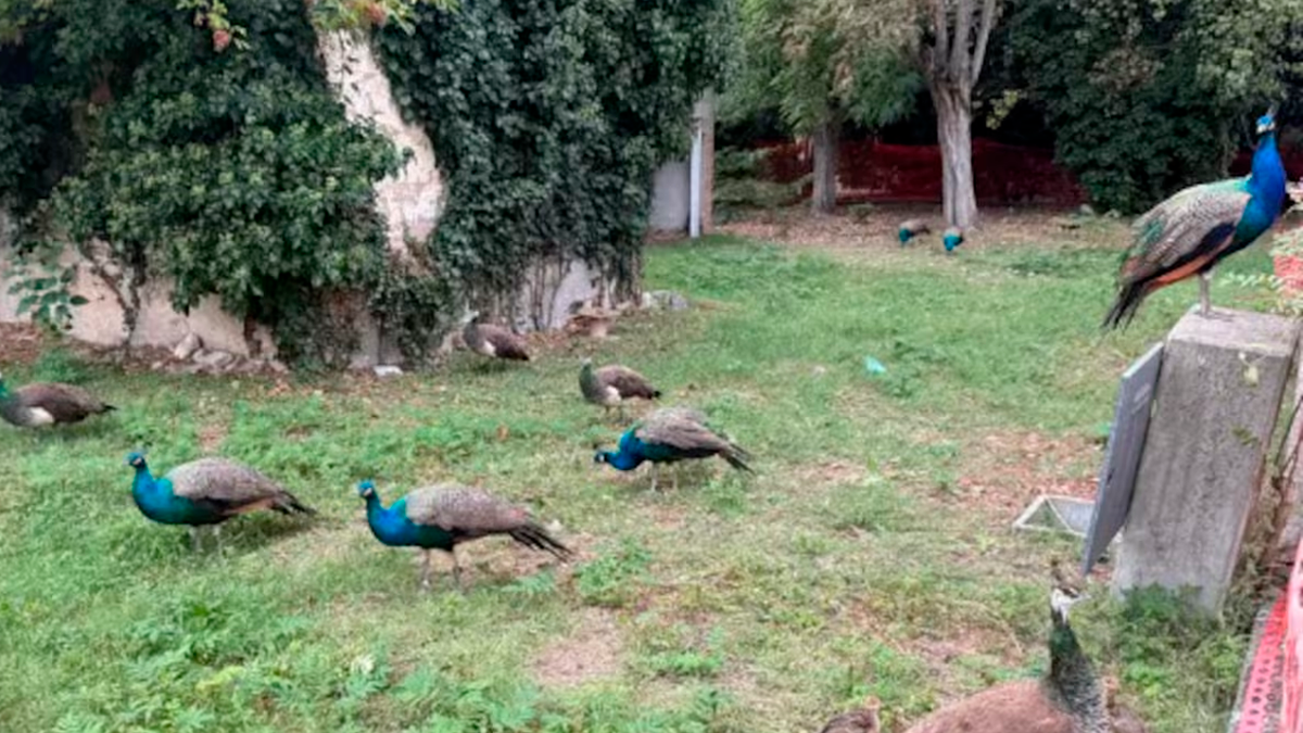 Una plaga de pavos reales genera destrozos, ruido y tensión en un pueblo italiano: 
