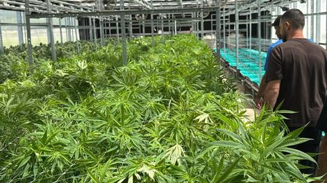 Cannabis y cáñamo: productores celebran los cambios de la Nación y así se gestionan los permisos ahora. Foto: Imagen ilustrativa (Archivo).