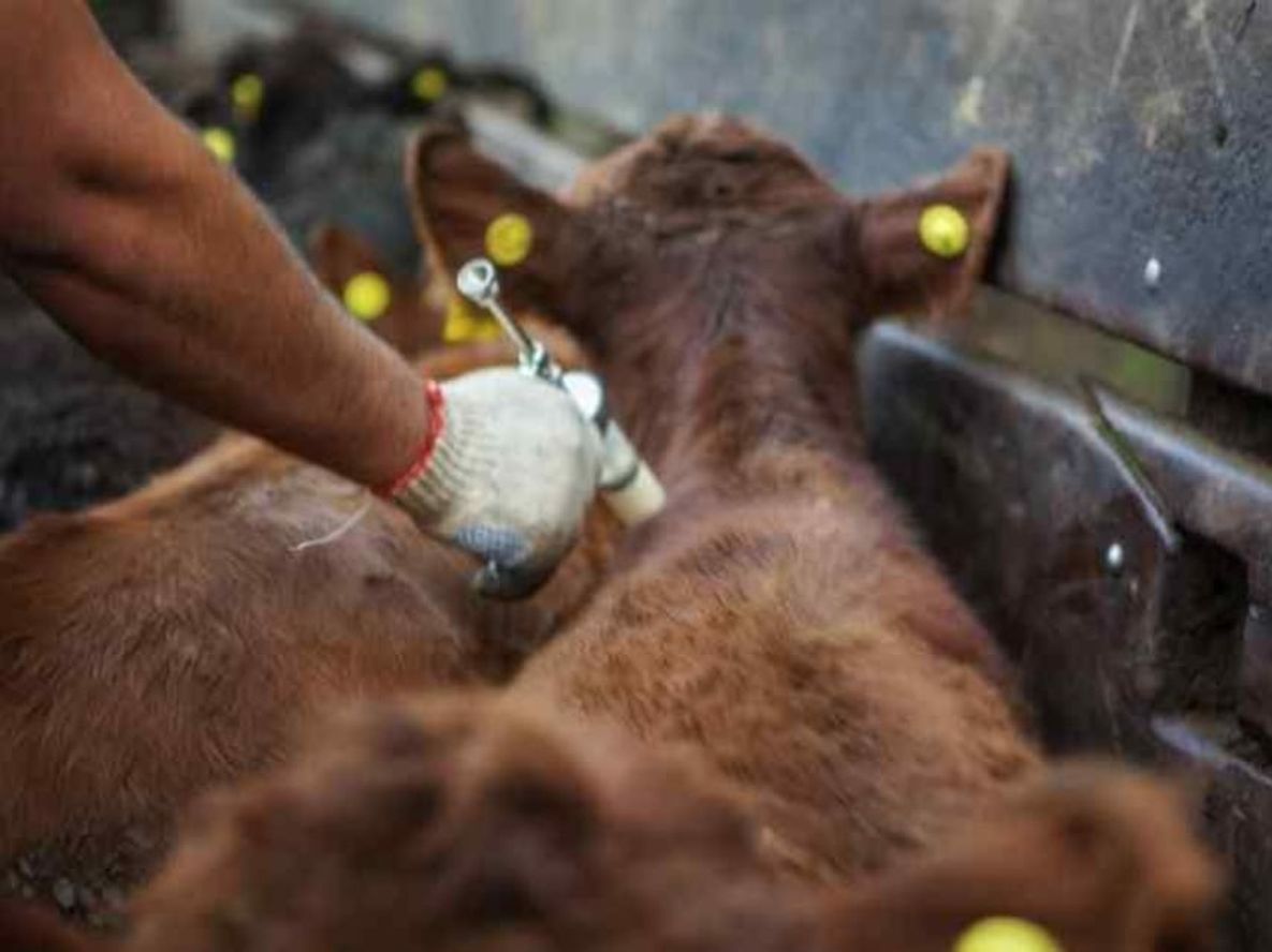 La campaña de vacunación contra la aftosa en Mendoza comenzó a implementarse en febrero.