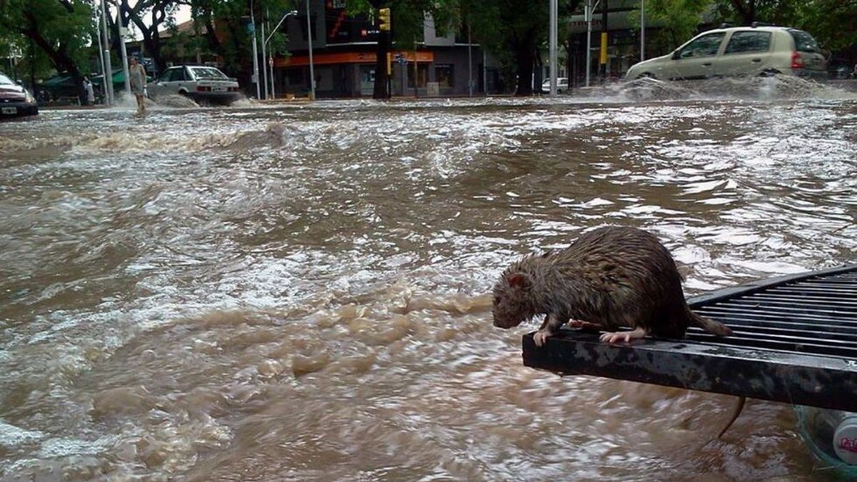 Tormenta de Santa Rosa récord en Mendoza: lloverá en un día el doble del máximo mensual histórico