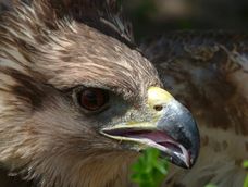 Un perro encontró a un animal moribundo y descubrieron que se trataba de una especie en peligro de extinción. | Foto: gentileza Agustina Ríos