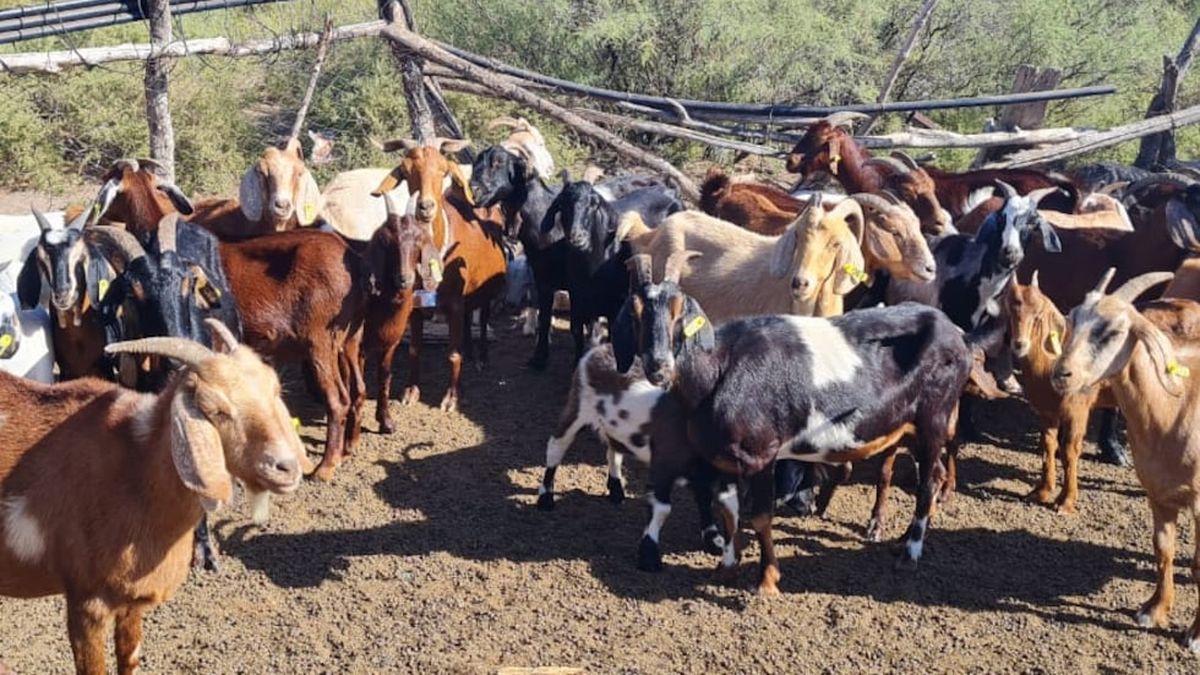 Actividad caprina en Mendoza: avances tecnológicos y genéticos para ...