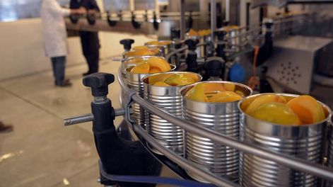 Los Andes | Pronostican un volumen estable para la producción de durazno para industria esta temporada