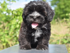 10 razas de perros toy que se mantienen como cachorros para siempre