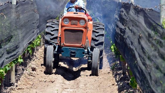 El Senasa restringió la utilización de algunos hormiguicidas por el daño colateral que provocaban en el medio ambiente. Los productores buscan formas alternativas para controlar las plagas.