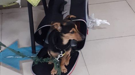 Coco. El perro que no pudo ingresar a Argentina y deberá volver a Hungría con su dueño para completar los esquemas de vacunación internacional (Senasa).