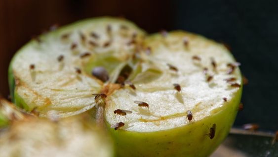 ni bicarbonato ni alcohol: como deshacerte de las mosquitas de tu cocina con este truco de limpieza