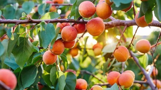 La fruta con alto contenido de betacarotenos, potasio y antioxidantes