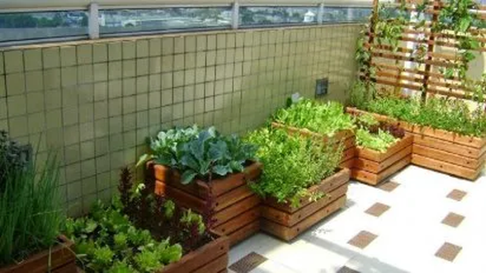 19 semillas que deb&eacute;s sembrar desde ahora para que est&eacute;n listas en octubre, seg&uacute;n los jardineros