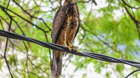 Los Andes | Muerte de aves, de zorros y graves accidentes: los trágicos hechos por los que buscan regular los aire comprimido. Foto: Archivo Los Andes.