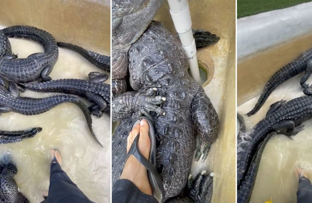 Christopher Gilette, un biólogo que se dedica a investigar la vida silvestre, se animó a entrar en un piscina llena de cocodrilos y filmó su reacción. Foto: Captura de video