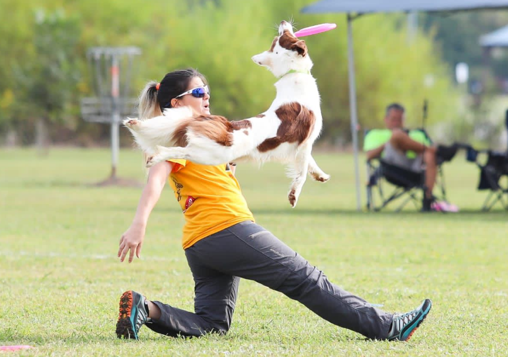 Cómo es y dónde se practica el discdog, la disciplina de perros que tiene campeonas del mundo argentinas