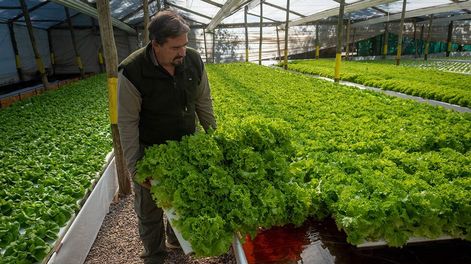 Los Andes | Mendoza pasó a ser la provincia con mayor cantidad de establecimientos orgánicos certificados de todo el país. / Foto: Ignacio Blanco / Los Andes