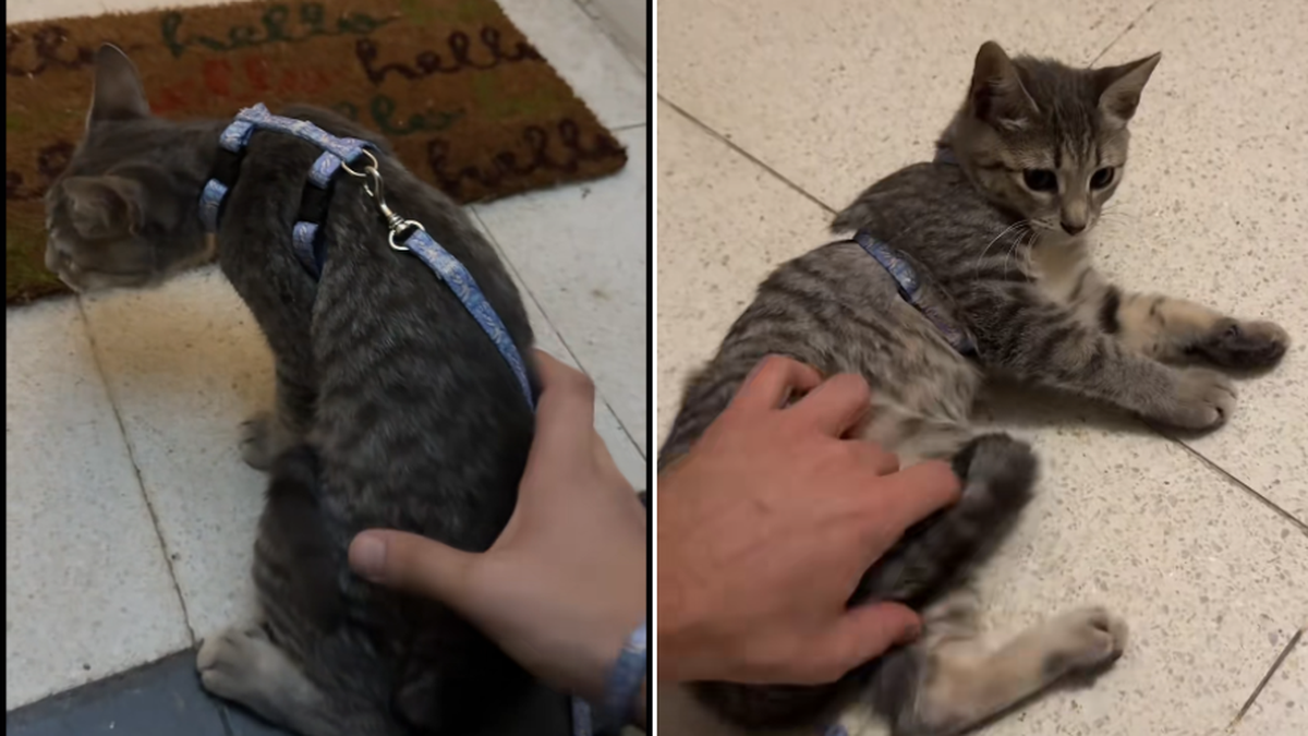 Le puso un arnés a su gata y dejó de 