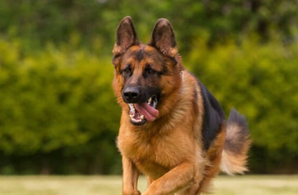Por qué hoy 2 de junio se celebra el Día Nacional del Perro. Foto: web.