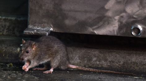 Cierra un enorme mercado en Tokio y ahora se preparan para una guerra contra las ratas