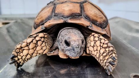 La tortuga fue adquirida en una feria informal y trasladada a Mendoza