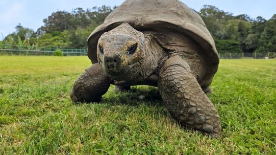La duración de la vida de una tortuga gigante depende de una combinación de factores biológicos y ambientales.