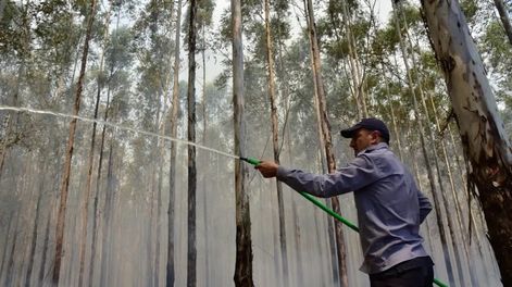 Un hombre fue detenido en Corrientes cuando prendió fuego en una zona forestal. Imagen de archivo. Gentileza El Territorio