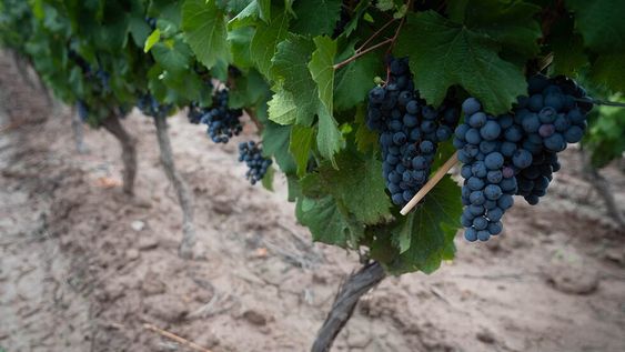 Enólogos de diferentes puntos de la provincia, sostienen que la calidad de esta cosecha es sobresaliente. Una primavera más fría contribuyó al desarrollo de aromas y a los precursores de taninos.  / Foto: Ignacio Blanco / Los Andes