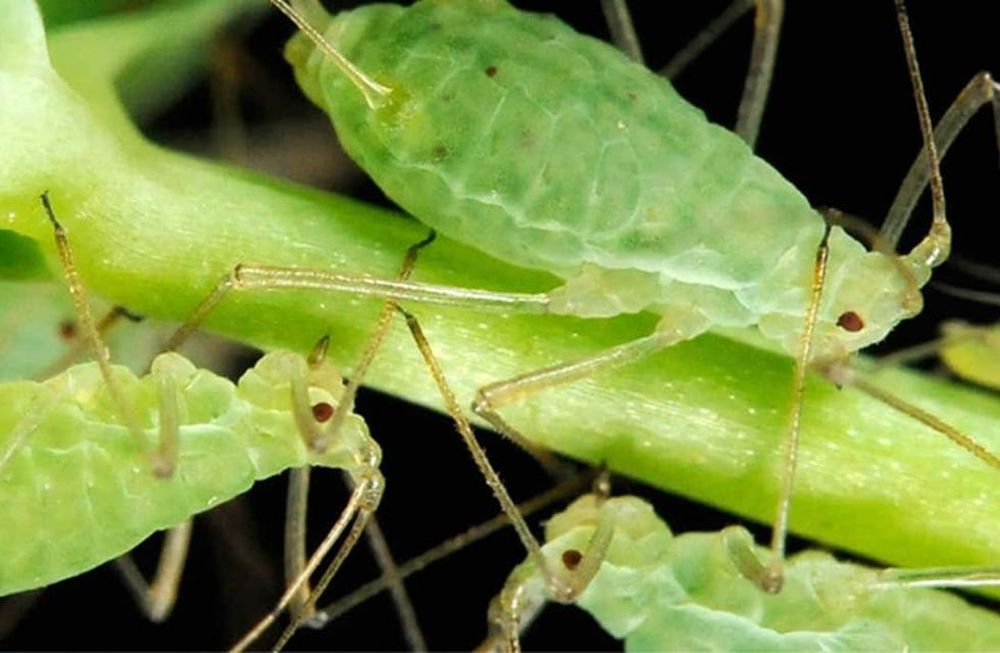 Qué insecticidas orgánicos se pueden elaborar en casa para la huerta o jardín