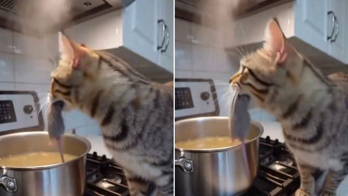 El insólito ingrediente que una gata utilizó para condimentar la comida familiar