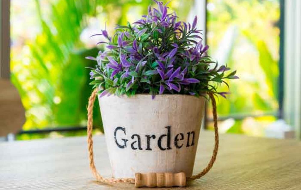 Recurrir a esta especie en el interior de casa es un beneficio saludable por su versatilidad y aroma intenso que la vuelven una planta muy apreciada.