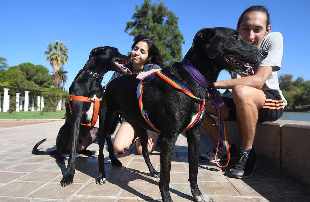 Si los dueños de los perros coinciden y se dan recíprocamente un “me gusta” en los perfiles, luego podrán comunicarse para coordinar “una cita” para sus mascotas. Foto: José Gutiérrez / Los Andes