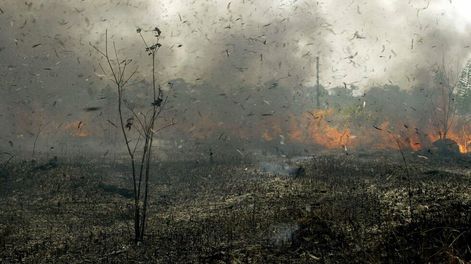 Los Andes | Los incendios en Bolivia arrasan miles de hectáreas de bosques y pastizales. Gentileza / mundo.sputniknews.com