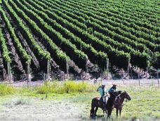 Vitivinicultura mendocina. Vitivinicultura mendocina.