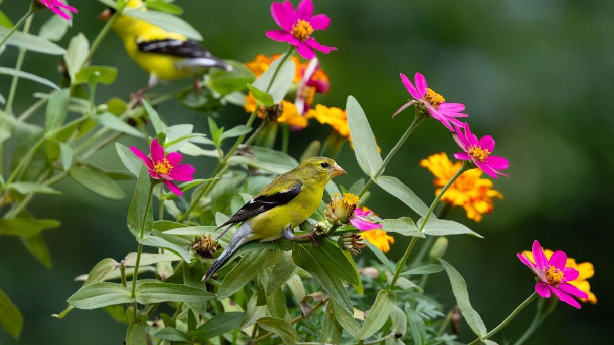 3 plantas de rápido crecimiento que deberás tener en tu jardín para que los colibríes te visiten en septiembre