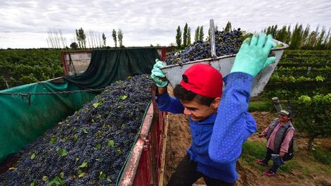 Los viñateros ante una nueva cosecha - Por Eduardo Córdoba
