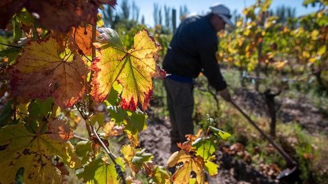 Las plantas necesitan acumulación de horas de frío en invierno para despertar en cuanto comienzan a elevarse las temperaturas, cerca de la primavera. Foto: Ignacio Blanco / Los Andes