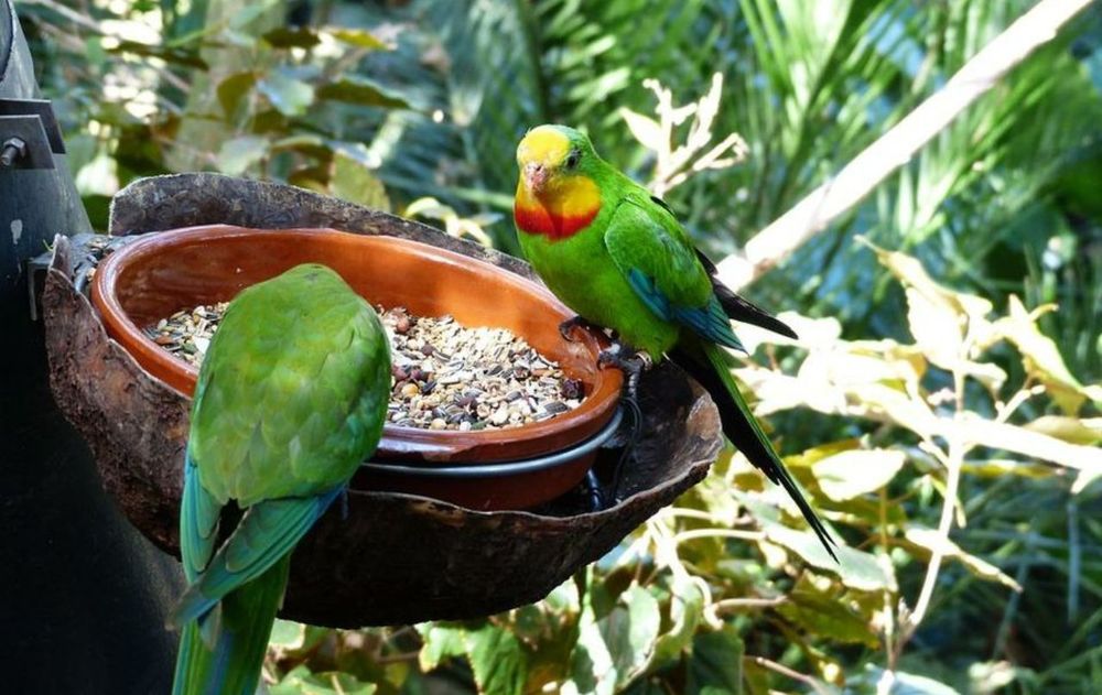 La visita frecuente de aves nativas también favorece la polinización y el control de insectos en el jardín.