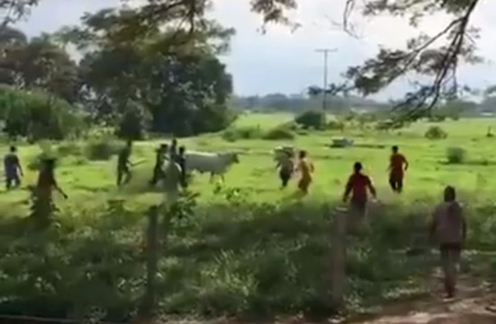 La desesperación hecha video: cazaron una vaca por el hambre en Venezuela