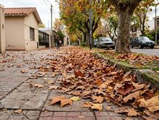 si encontras hojas secas cerca de tu casa no las tires, son un tesoro para aprovechar en el otono
