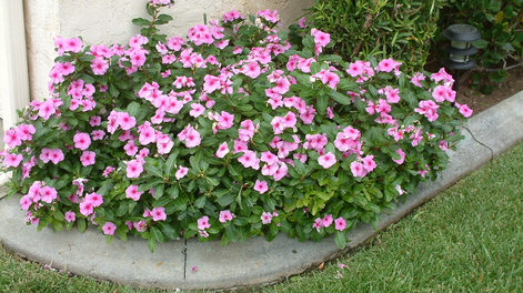 En el jardín, las plantas y la jardinería se unen con esta flor resistente.