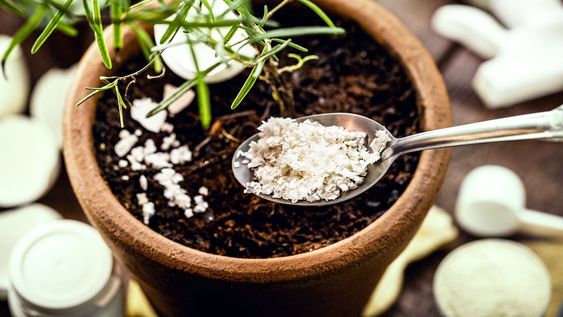 3 formas sorprendentes de usar maicena en el jardin para combatir plagas y enfermedades de las plantas