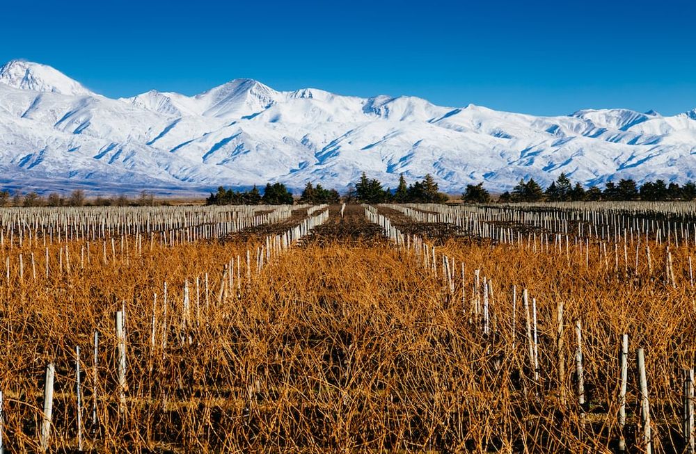 A lo largo de 17 provincias vitivinícolas, especialmente en Mendoza, el Cabernet Sauvignon ha encontrado un entorno adecuado para su cultivo.