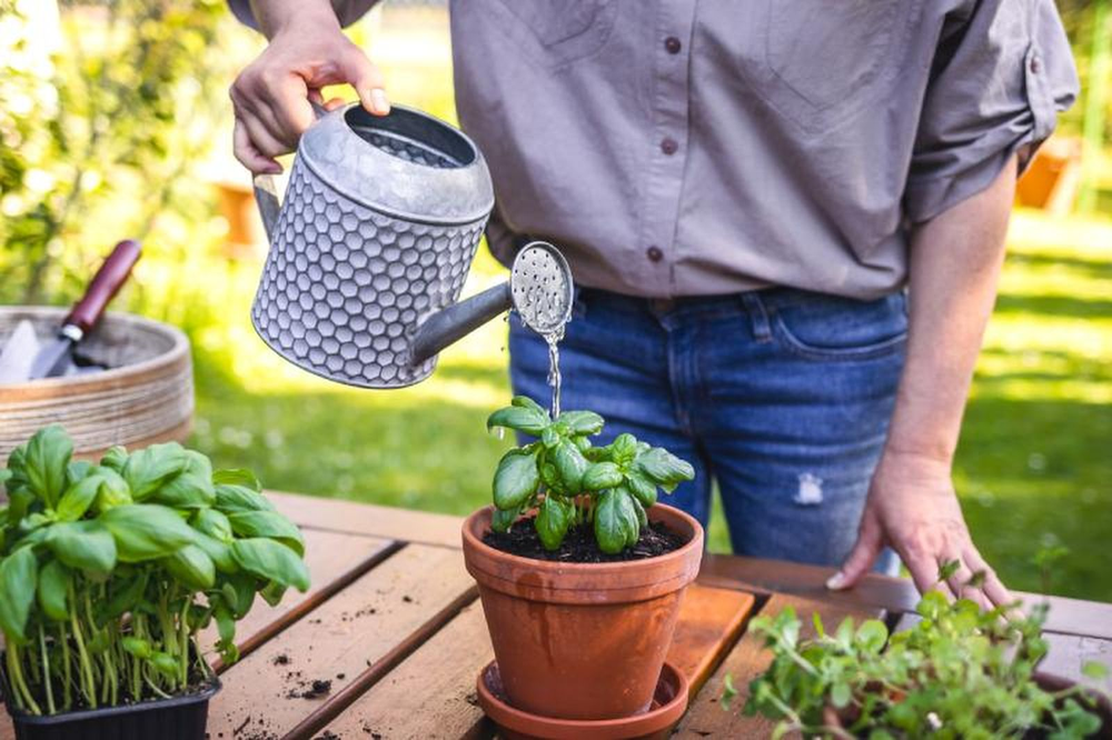 Reutilizar agua en jard&iacute;n y jardiner&iacute;a mejora plantas y reduce desperdicios dom&eacute;sticos.