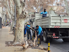 Viento Zonda: 14 árboles y 5 postes caídos en el Gran Mendoza&nbsp;