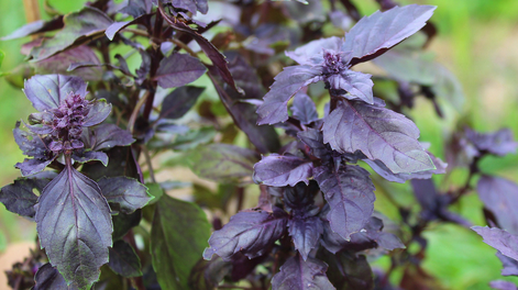 Una especie sorprendente protege tu jardín con jardinería práctica y plantas aromáticas.