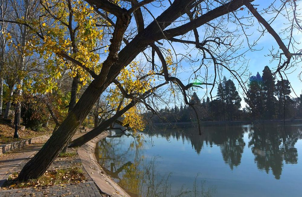 Mendoza 23 de junio de 2021  28 de Junio día mundial del Árbollos árboles del lago del Parque General San Martín, crecen hacia el mismo espejo de agua. Foto Orlando Pelichotti / Los Andes
