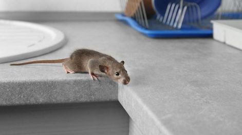 Una mujer de 40 años murió por hantavirus en Santa Fe: se había hospedado en una cabaña.