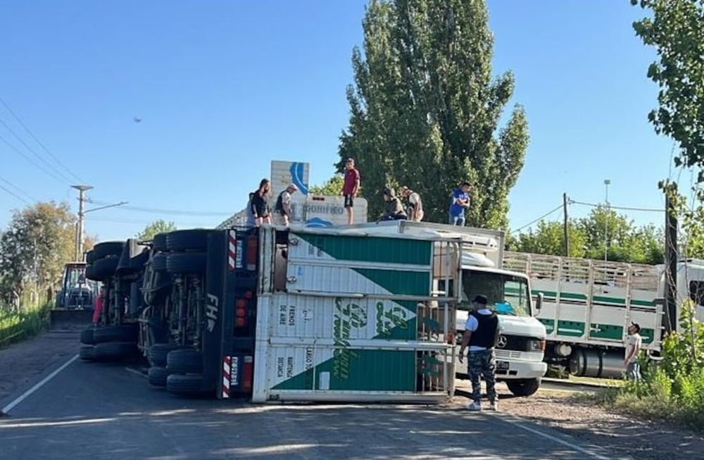 Volcó un camión con vacas en Maipú. Gentileza - Ministerio de Seguridad
