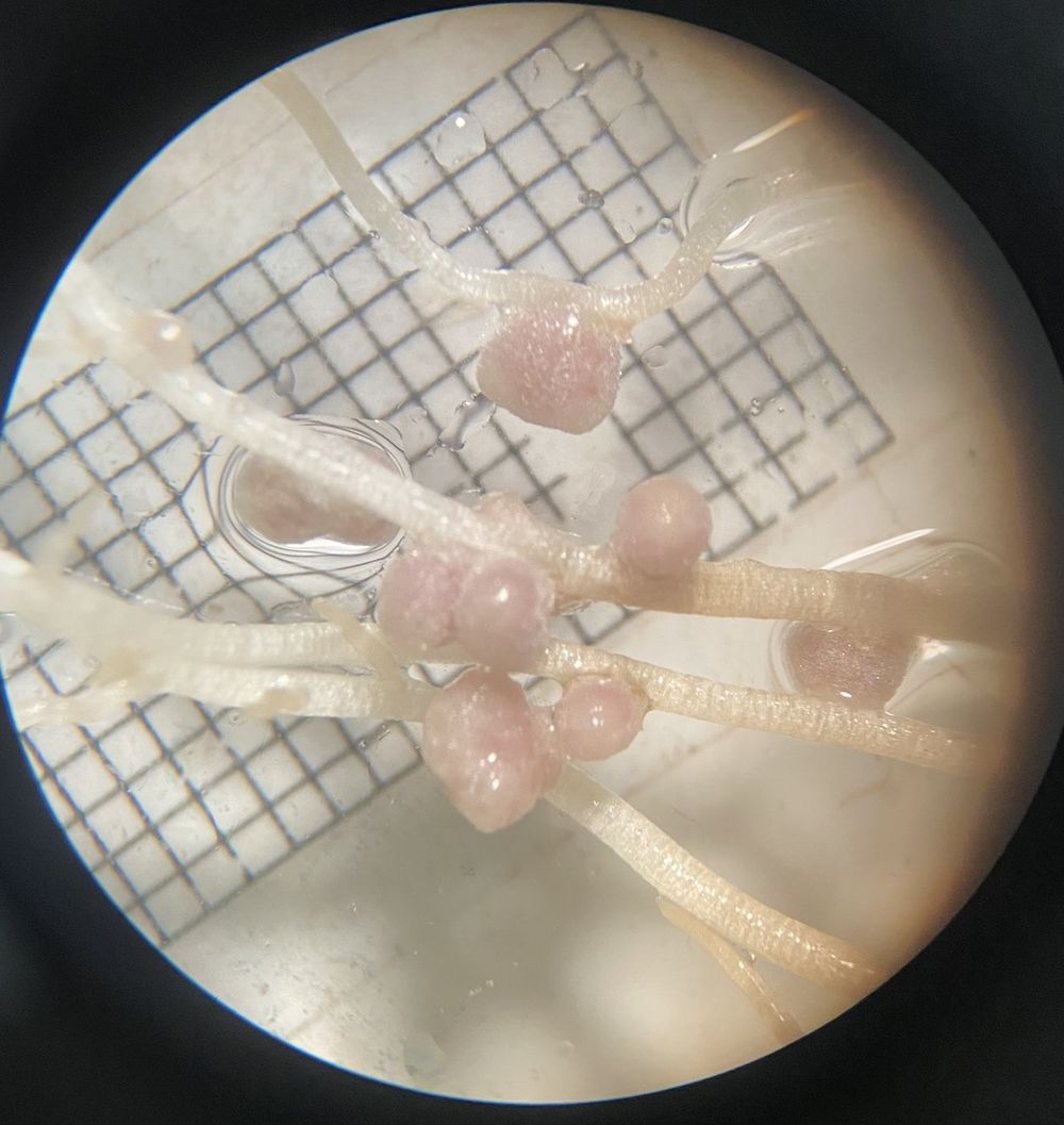Las raíces y los nódulos, luego de ser correctamente lavados, se analizan utilizando lupas y microscopios para buscar posibles efectos de los tratamientos realizados.