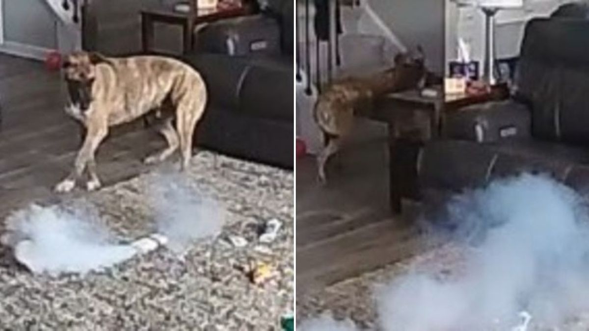 Es bombero y tuvo que salvar su propia casa cuando su perro causó un incendio al morder una batería