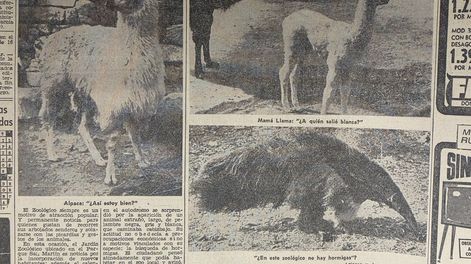 Rider, un oso hormiguero del Zoológico de Mendoza, fotografiado para Los Andes el 5 de junio de 1967. La especie era una de las más llamativas del parque y protagonizó varias notas periodísticas de la época, en las que se relataban sus costumbres y su adaptación a la vida en cautiverio.