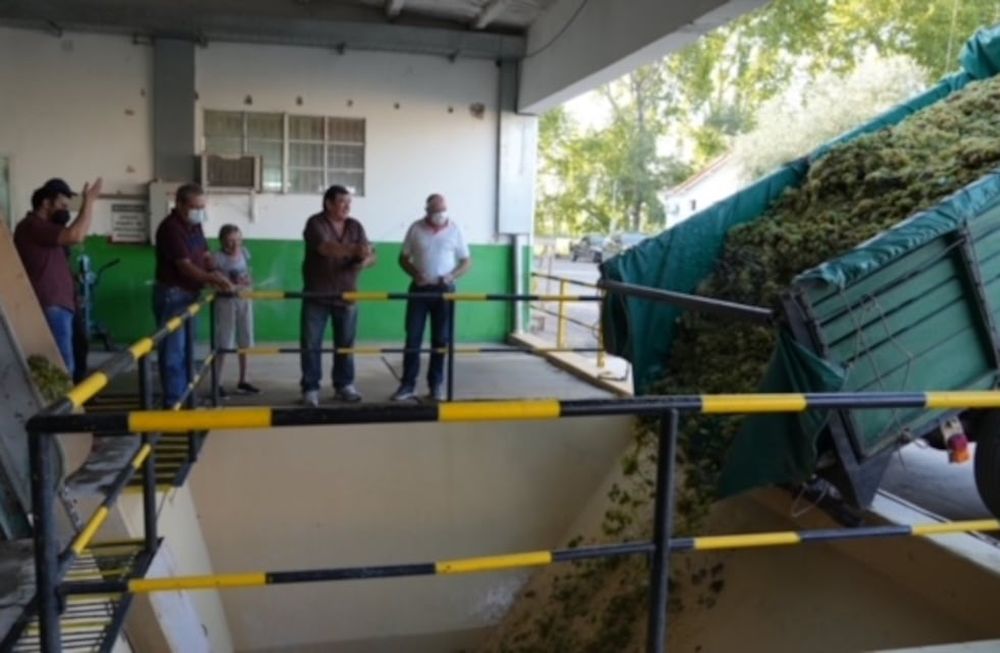 La bodega municipal de Junín inició su Vendimia 2022