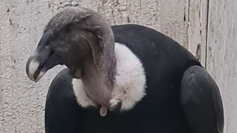 Oyeron ruidos en el techo y, cuando salieron, hallaron una majestuosa ave en peligro